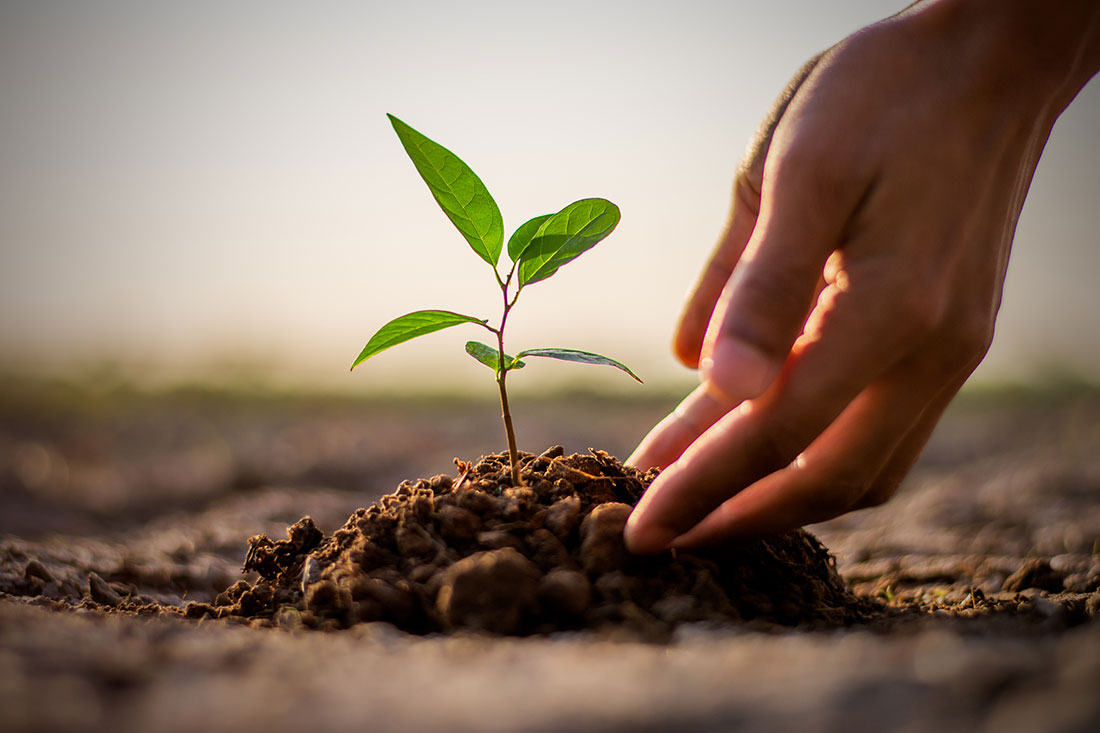 Здоровые семена и почвы — залог здоровья растения